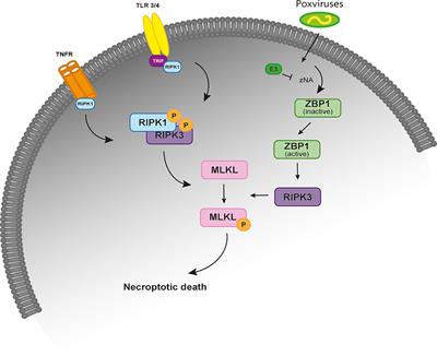 Convergent Loss of the Necroptosis Pathway in Disparate Mammalian Lineages Shapes Viruses Countermeasures